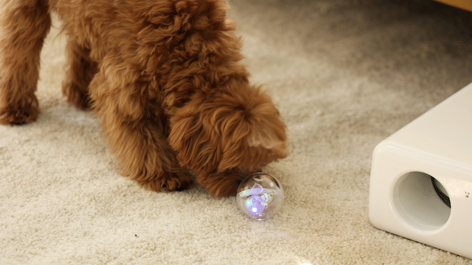 Treatoi Interactive Pet toy x 2